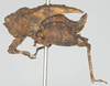 CollectionObject 1535339; 8c0f92b8-11c3-4469-a0b1-10c4c299d191: female, lateral view (holotype). (CollectionObject).