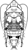 Nymph on Colladonus torneella (Zetterstedt, 1828): (Observation).