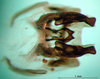 CollectionObject 1581114; 09f74000-3fb8-4392-97ac-7e66b3d1de48: phallic complex, dorsal view (paratype). (CollectionObject).