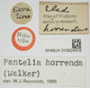CollectionObject 1518022; d9072137-f516-4646-82bd-56b25b4ca522, NHMUK10924418: labels (holotype). (CollectionObject).