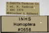 Other on Athysanella (Gladionura) contracta Ball & Beamer, 1940: Labels - male. Labels for the male specimen photographed. (Observation).
