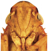 Head on Caetana pulchra Domahovski, Gonçalves, Takiya & Cavichioli, 2019: Male holotype [DZUP]: head, ventral view. (Observation).