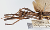 CollectionObject 1581502; 36692960-3023-44aa-88be-f5934594d937: copyright RMNH Leiden. male: head & thorax, lateral view. (CollectionObject).
