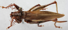 CollectionObject 1539820; aa34da54-68ae-4942-9610-98d529246d70: female, dorsal view (holotype). (CollectionObject).