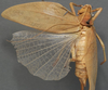 CollectionObject 1506541; 1dd725e1-f122-4420-9151-2972a6d43d75: female, dorsal view (syntype). (CollectionObject).
