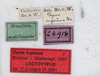 CollectionObject 1557631; NMW 644, ea3cf36b-9103-46d0-aad2-fc5629655c9a: copyright NMW, Vienna. male, data labels (syntype). (CollectionObject).