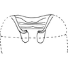 Abdomen, sternal apodemes, ventral view on Arboridia (Arboridia) huajiangensis Jiang, Luo & Song, 2021: (Observation).