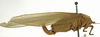 CollectionObject 1529812; 79356435-7401-44ff-9b97-fd157f4ca187: female habitus, lateral view (holotype). (CollectionObject).