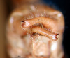 CollectionObject 1501750; cfc210c6-97c9-46b2-8f87-8ed8c0408f1a: male cerci (syntype). (CollectionObject).