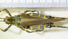 female, dorsal view. Depicts CollectionObject 1498721; 106d49af-57fa-4590-95fd-480de7b96acb, a CollectionObject.