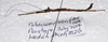 Parabrosoma brevifemurum Seow-Choen, 2018: (Otu).