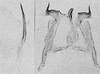 Other: Pygofer lobe, aedeagus, connective, and styli. (Observation).