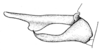 CollectionObject 1533188; 2016e06d-d264-4cbe-af7c-62aa522e09d8: Fig. 24 (after type). male cercus, lateral view. (CollectionObject).