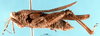 CollectionObject 1505359; 4e8b07e3-f58a-47c6-9f25-6e632802fa39: holotype. male, lateral view. (CollectionObject).