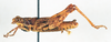 CollectionObject 1575283; 58c0580f-0fff-439f-8db8-0c931c53ced5: male, lateral view (paratype). (CollectionObject).