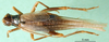 CollectionObject 1476387; 05e4864b-bbb0-41ff-8fa7-0b7903158a3c: female, dorsal view (holotype of Gryllodes paradiseus). (CollectionObject).