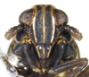 Head: !! display not done !! on Javesella (Javesella) pellucida (Fabricius, 1794): (Observation).