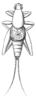 Ornebius guerini (Bolívar, 1900): Fig. 25. male, dorsal view (body length 6.5 mm, pronotum 2.5 mm, tegmina 2 mm, hind femur 3.5 mm). (Otu).