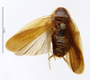 CollectionObject 1587654; MNHN(SF IMPORT DUPLICATE) MNHN-EP-EP1808, 720bd73f-f7da-4868-b372-d73caaf3b253: CC BY-NC-ND 4.0/MNHN - Depraetere Marion - 2014. Holotype, male, of umbrina Princis, 1963. Specimen number: MNHN-EP-EP1808. http://coldb.mnhn.fr/catalognumber/mnhn/ep/ep1808. (CollectionObject).