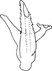 Aedeagus, ventral view on Dziwneono septembris Dworakowska, 1972: Aedeagus, ventral view. (Observation).