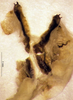 CollectionObject 1572390; b3fdd5c0-f3dd-46ce-a754-c4845686ae57: male titillators. (CollectionObject).