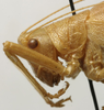 CollectionObject 1567105; 5974d677-f1e7-442a-9fac-e98331de1415: female pronotum, lateral view (paralectotype). (CollectionObject).