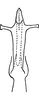 Aedeagus, ventral view on Erythridula falcata (Beamer, 1930): Aedeagus, ventral view. (Observation).