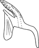 Aedeagus, lateral view Depicts Aedeagus, lateral view, an Observation.