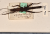 CollectionObject 1563025; OUM 493', a71f19c2-831b-48c2-9138-8860187e6e55: copyright UMO. male, dorsal view (paralectotype). (CollectionObject).