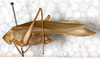 CollectionObject 1576501; NMW 17180, e5e2f53e-3acc-4498-8166-4f0c0ab6ddc9: male, lateral view. (CollectionObject).