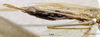 CollectionObject 1532856; NMW 3226064, ba9bbc9e-8fa0-487d-afd4-365d744679f1: female, ventral view. (CollectionObject).