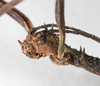 CollectionObject 1557375; 98316f9e-17c7-4057-927c-079d838bda87, NMW 667: copyright NMW, Vienna. female: head, dorsal view of synonym Dyme ornata (holotype). (CollectionObject).