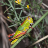 Aztecacris gloriosa (Hebard, 1935): female (Warsaw Canyon, Santa Cruz County, Arizona, 2 October 2011). (Otu).