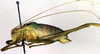 male, lateral view (holotype). Depicts CollectionObject 1500643; faaec6d8-65f6-4898-96f0-8f8177f124f9, a CollectionObject.