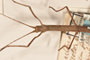 CollectionObject 1561273; 1a6c7736-f0c9-4736-9f29-09515cd4c42c: copyright OUMNH. female: head & thorax, dorsal view (holotype). (CollectionObject).