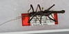 CollectionObject 1563145; 37af8056-532c-40e0-93c8-b2757faf7f64: copyright USNM, Washington. male (paratype). (CollectionObject).;CollectionObject 1563146; 1e563205-e8af-43cf-9883-cdd32cdc348a: copyright USNM, Washington. male (paratype). (CollectionObject).;CollectionObject 1563147; 102e706c-7684-4be2-8fa7-807dbd94b9db: copyright USNM, Washington. male (paratype). (CollectionObject).