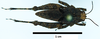 CollectionObject 1596107; f74e140b-d945-4fda-acac-db3e699979f1: male, dorsal view. (CollectionObject).