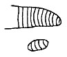 Callimenellus variegatus Gorochov & Voltshenkova, 2005: Fig. 62. part of stridulatory file (?). (Otu).