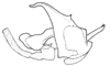 Zygoclistron superbum Rehn, 1907: Fig. 80. cingulum and endophallus, lateral view. (Otu).