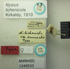 Nysius lichenicola Kirkaldy, 1910: Nysius lichenicola. Syntype. (BMNH) - (CC BY-NC 4.0) Photo by Stuart Cole, reproduced with permission from the Natural History Museum, London, UK. (Otu).