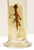 CollectionObject 1561501; 9c0da391-822c-4d90-950c-23191ad1dd94: copyright MNHN, Paris. male (holotype). (CollectionObject).
