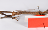 CollectionObject 1563539; 2c52ab84-1830-4340-8bb8-1c6d904ddaf6: copyright ZMHB, Berlin. female: head & thorax, ventral view of Hermagoras foliopeda celebensis (paratype). (CollectionObject).