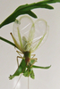 Oecanthus texensis Symes & Collins, 2013: male tegmina. (Otu).