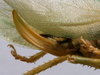 CollectionObject 1535039; ccdfea7a-6a88-4181-9c2e-433e20e4afce: female ovipositor (lectotype). (CollectionObject).