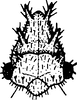 Nymph: !! display not done !! on Tortistilus Caldwell, 1949: (Observation).