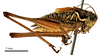 CollectionObject 1575327; 81b604da-8add-453a-b0c9-f90dfea68110: male, lateral view. (CollectionObject).