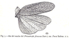 Prionotropis flexuosa (Serville, 1838): Fig. 5. male wings (Prionotropis flexuosa var. perezii). (Otu).