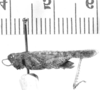 CollectionObject 1524778; 67febd6a-89f1-4b81-b8df-692c332287a4: male, lateral view (lectotype of Omalotettix conspersipennis). (CollectionObject).