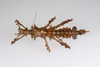 CollectionObject 1589702; eec00634-c29a-4267-b595-91ee473def2f: Copyright USNM, Washington. female, dorsal view (paratype). (CollectionObject).;CollectionObject 1589703; b6f1f722-b697-4e41-9c08-9ba525f66dbc: Copyright USNM, Washington. female, dorsal view (paratype). (CollectionObject).;CollectionObject 1589704; e8287e97-45b5-4a95-b582-19f51564aa3d: Copyright USNM, Washington. female, dorsal view (paratype). (CollectionObject).
