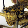 CollectionObject 1500585; 675c7238-0cef-49eb-b65b-a17a5f89c62d, DORSA BTpoeannS01: male face (syntype). (CollectionObject).